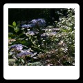 Hydrangea serrata ‘Blue Bird’ used in the transitional area towards the woodland garden