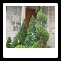Topiary framing the entrance area